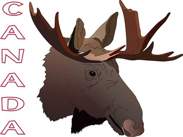 CANADIAN MOOSE