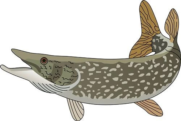 NORTHERN PIKE