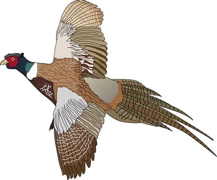PHEASANT