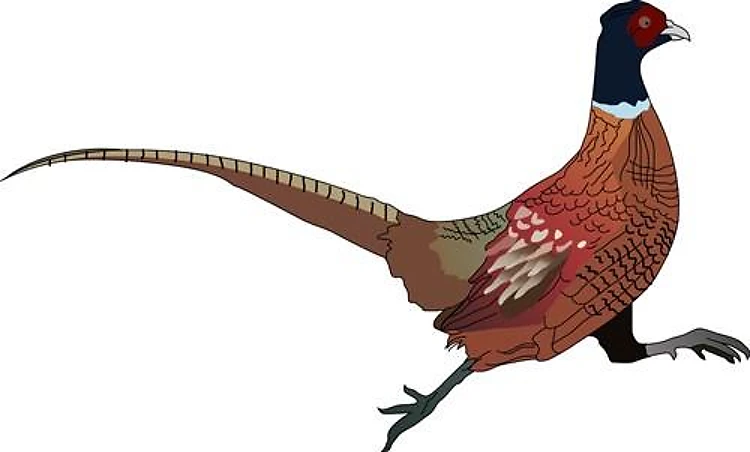 PHEASANT