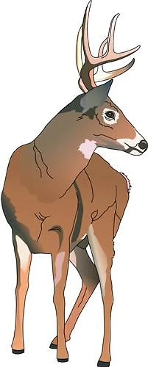 WHITETAIL DEER
