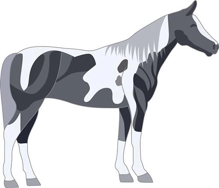 PAINT HORSE
