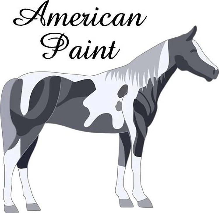 AMERICAN PAINT HORSE