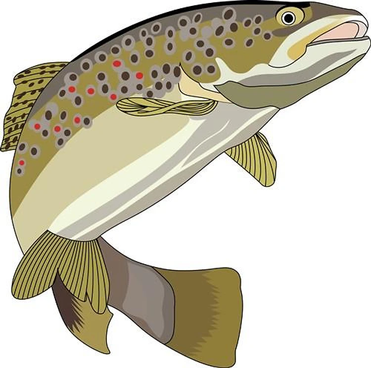 BROWN TROUT