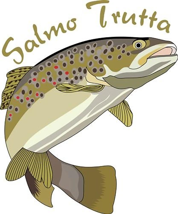 SALMO TRUTTA
