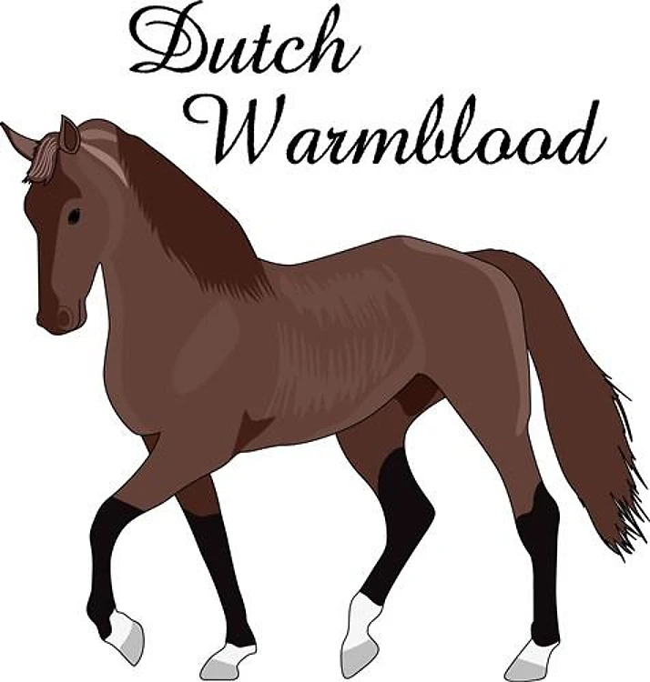 DUTCH WARMBLOOD