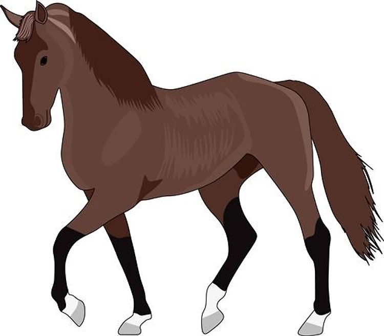 DUTCH WARMBLOOD