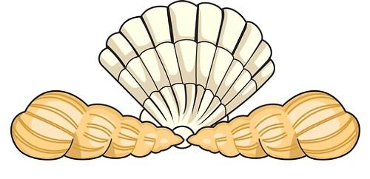 SEASHELLS