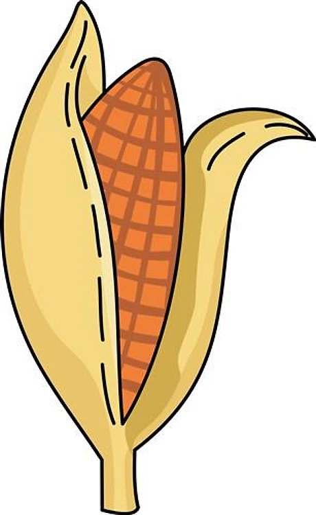 EAR OF CORN