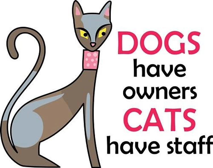 CATS HAVE STAFF