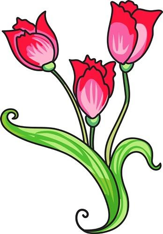 TULIP FLOWERS