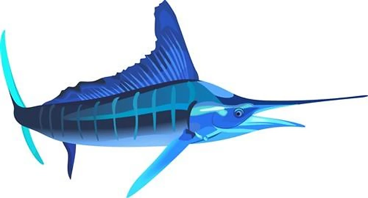 MARLIN SWIMMING