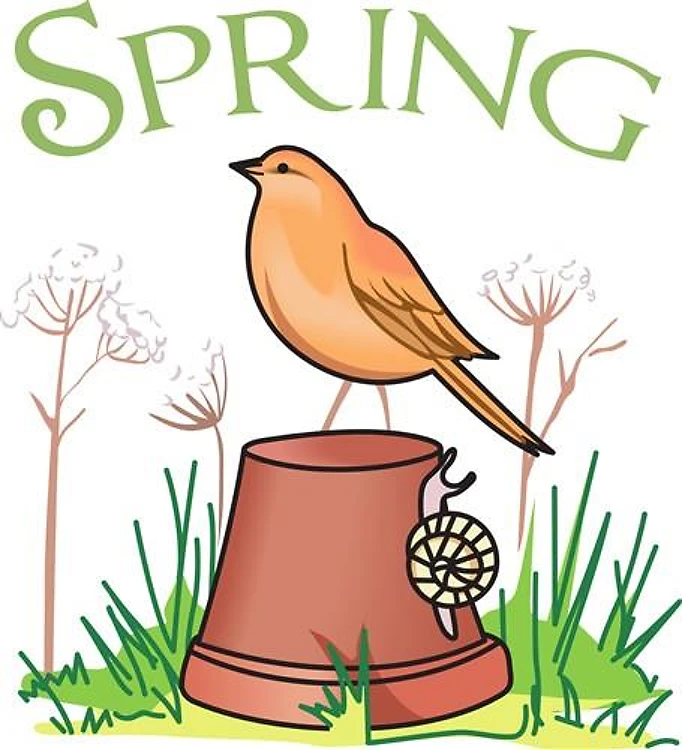 SPRING ROBIN