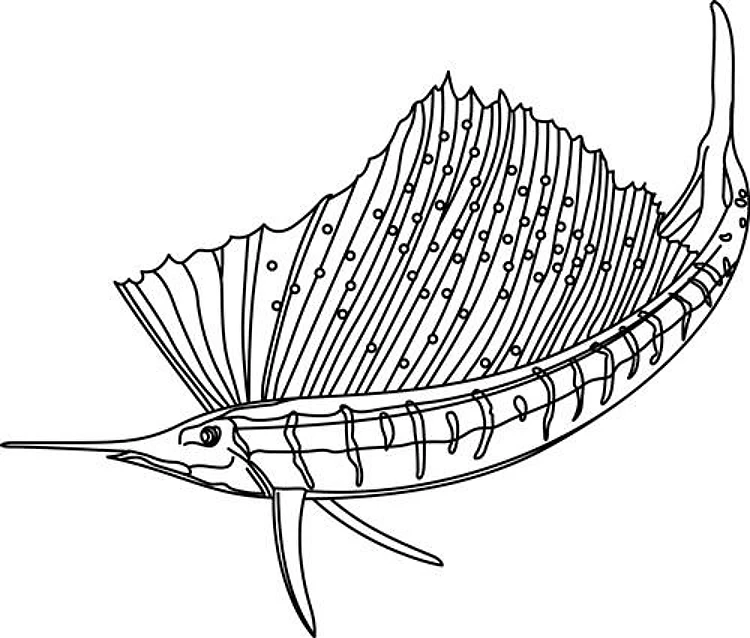 SAILFISH SWIMMING