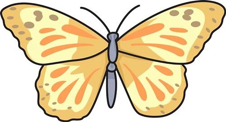 BUTTERFLY