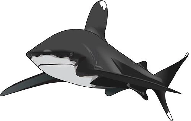 WHITETIP SHARK