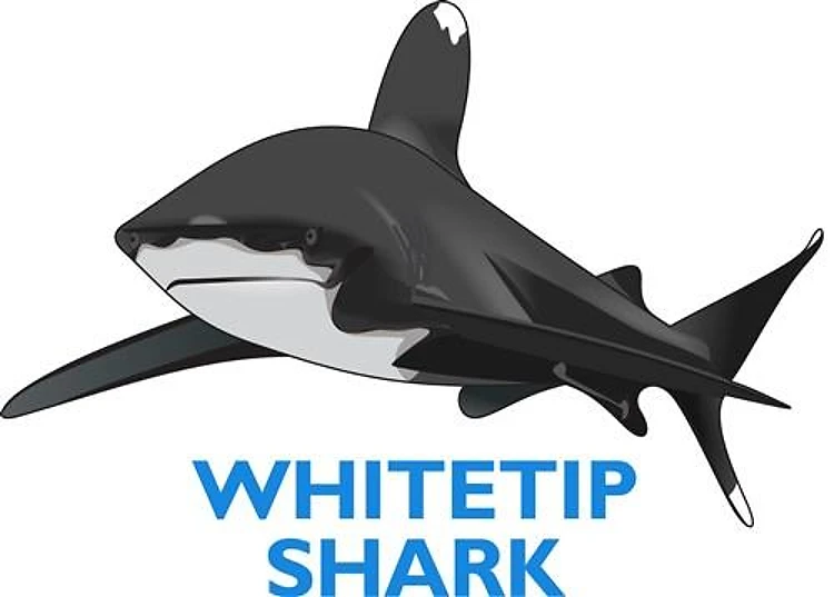 WHITETIP SHARK
