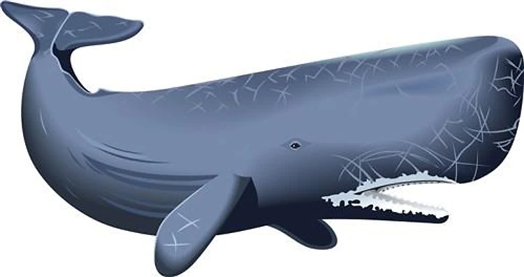 SPERM WHALE