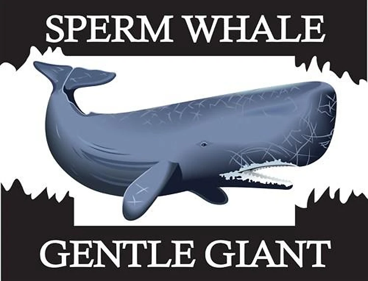 SPERM WHALE GENTLE GIANT