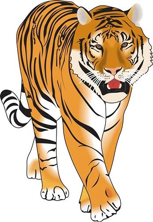 TIGER WALKING