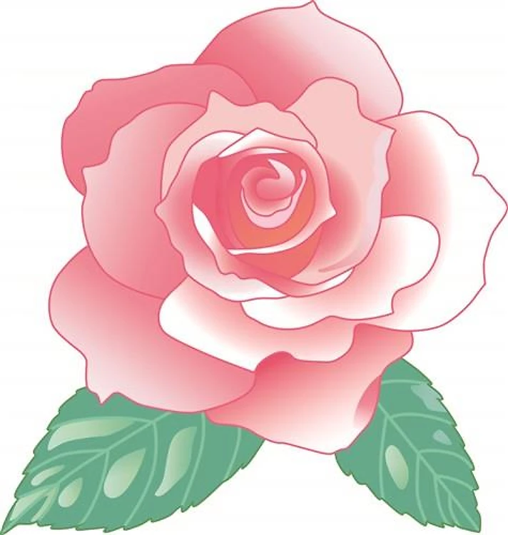 PINK ROSE