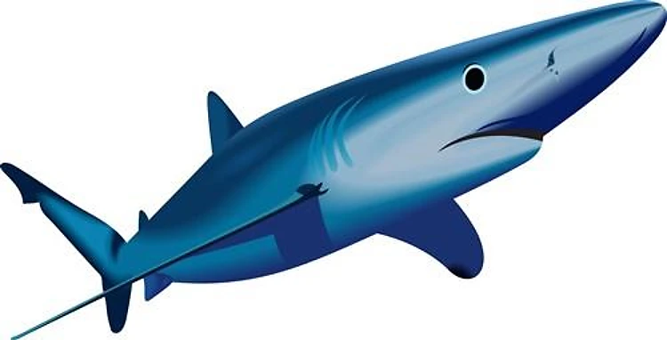 BLUE SHARK