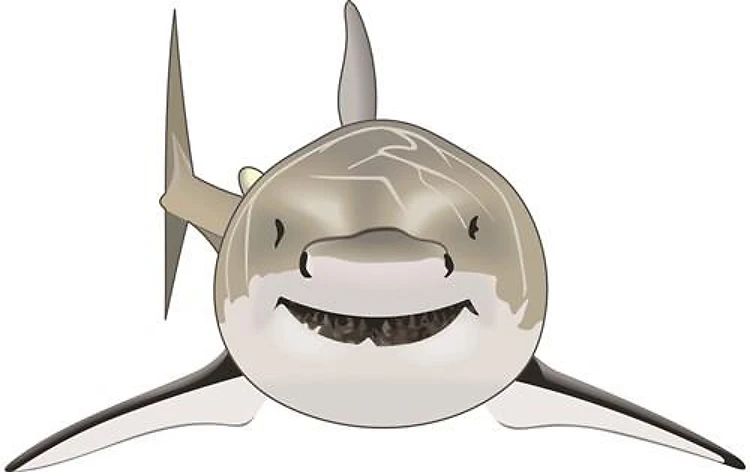 GREAT WHITE SHARK