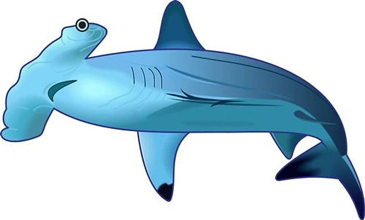 HAMMERHEAD SHARK