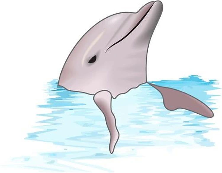 DOLPHINS HEAD