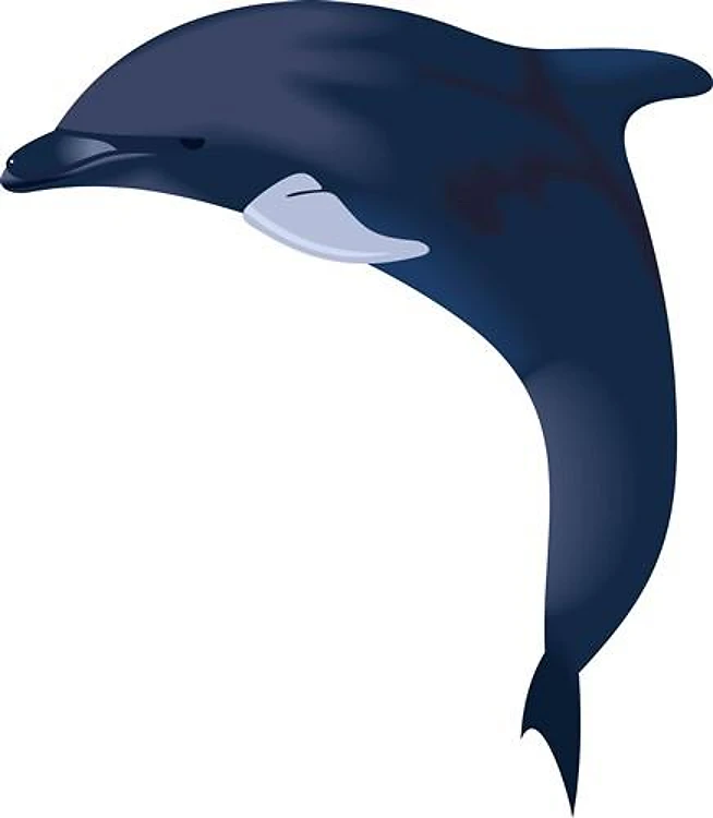 JUMPING DOLPHIN