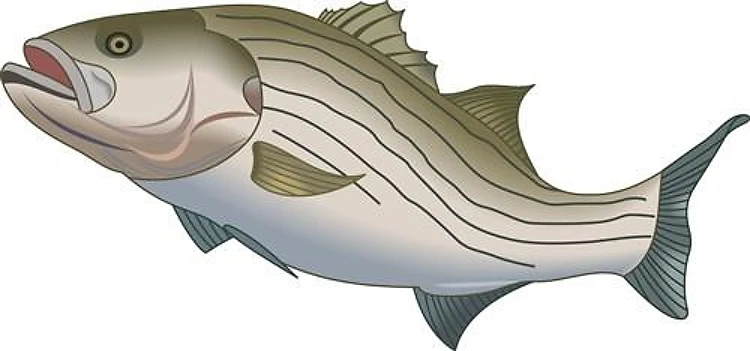 STRIPED BASS