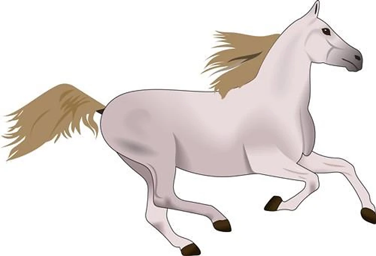 ARABIAN GALLOPING