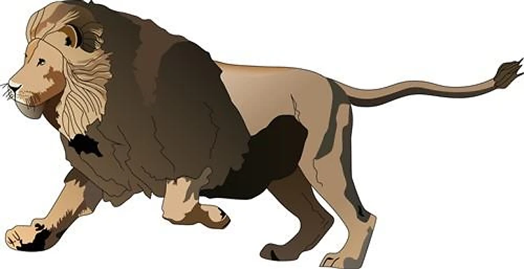 MALE LION