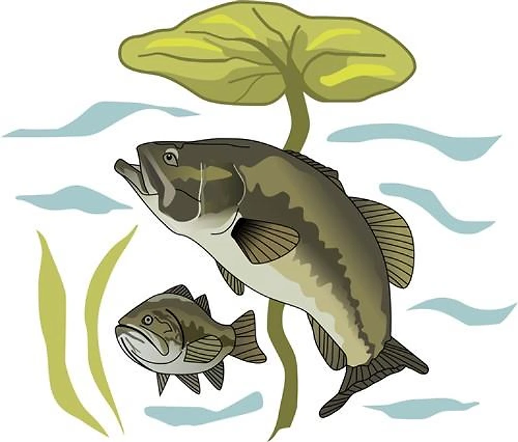 BASS FISH AND LILYPAD