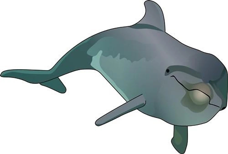 DOLPHIN