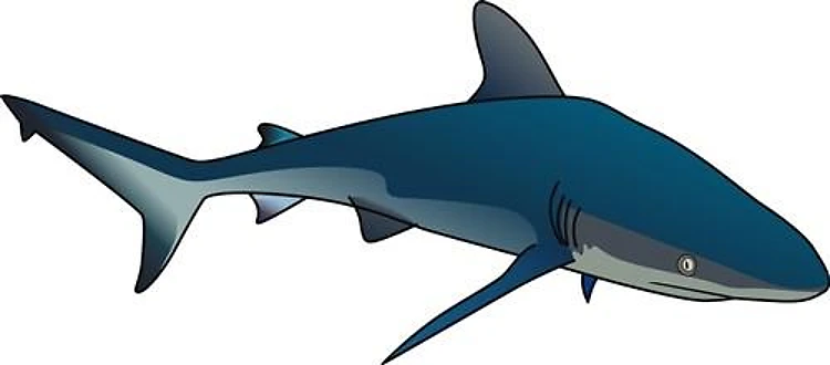 REEF SHARK