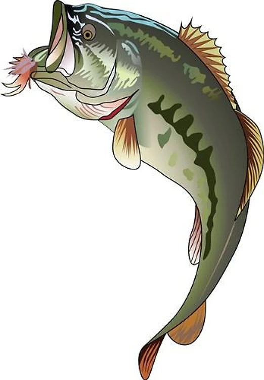 BASS JUMPING