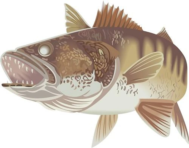 LARGE WALLEYE