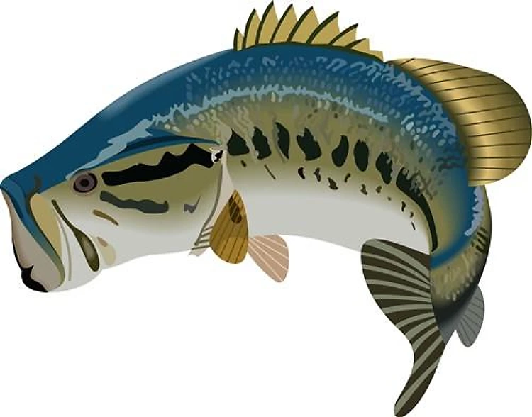 LARGE MOUTH BASS