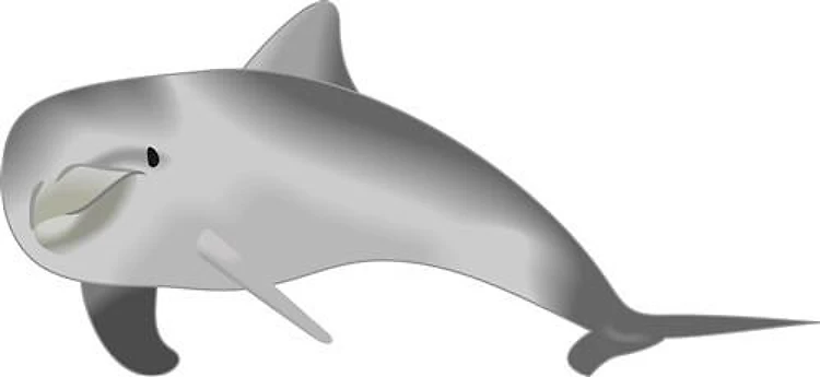DOLPHIN