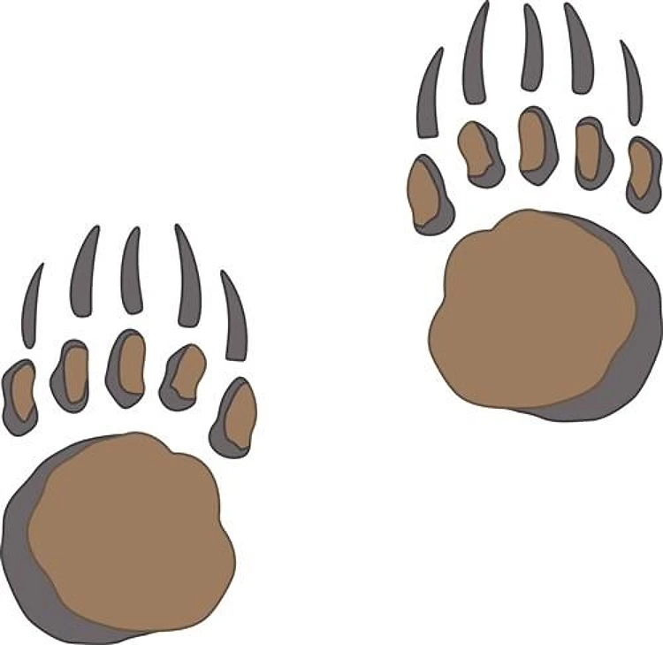 BEAR PAW