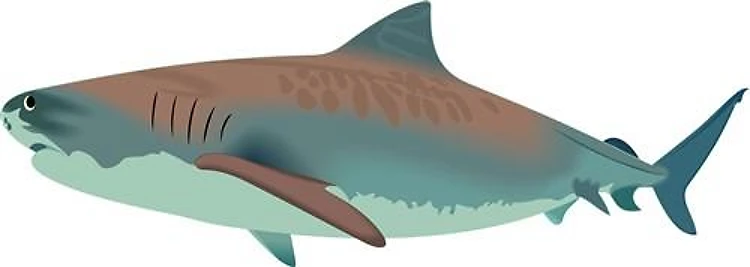 TIGER SHARK