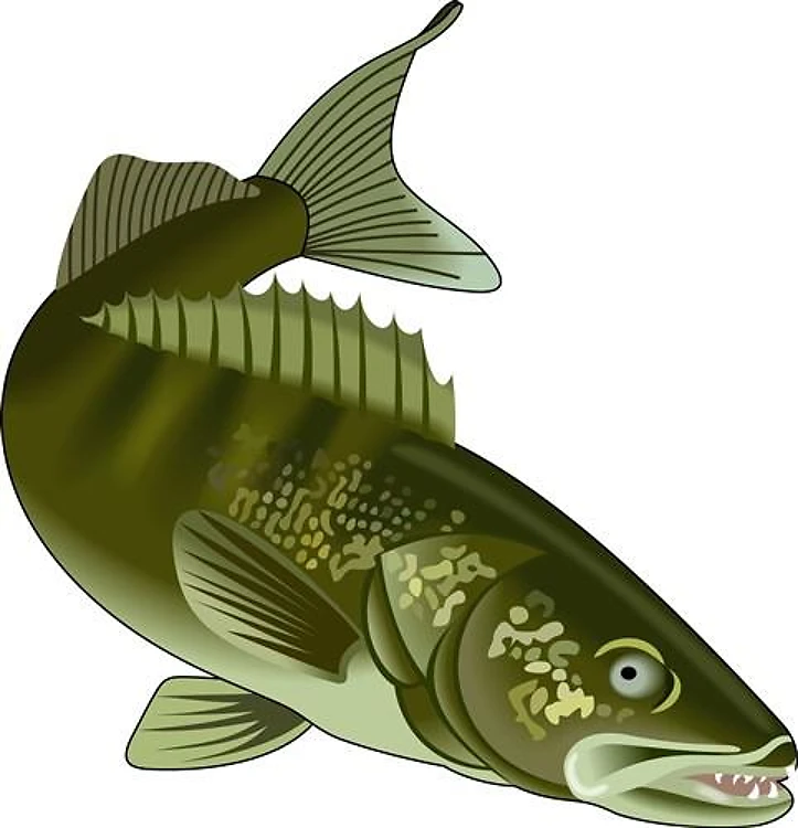 WALLEYE