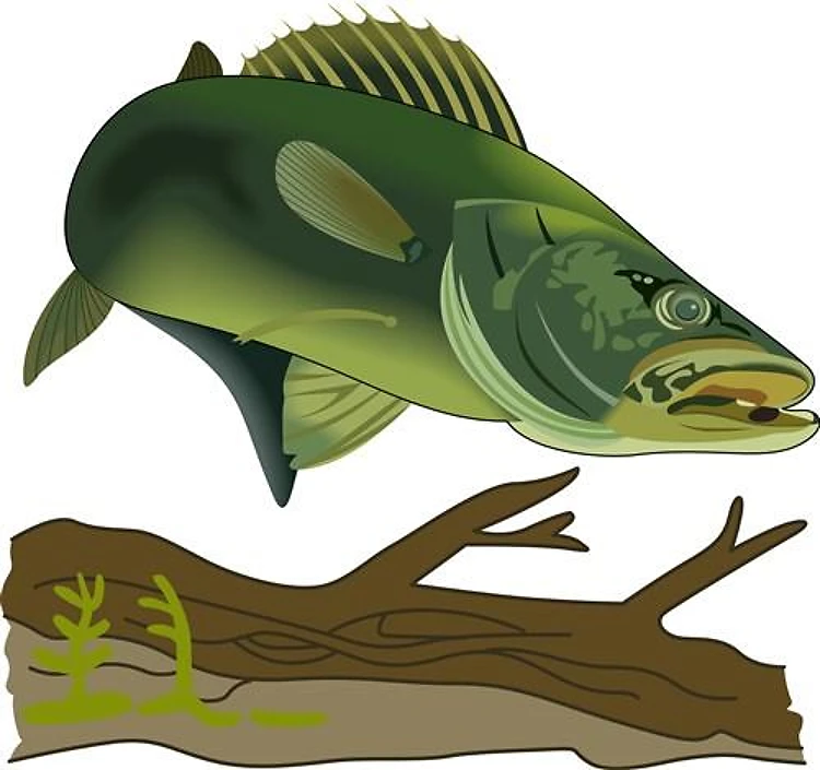 WALLEYE FISH SCENE