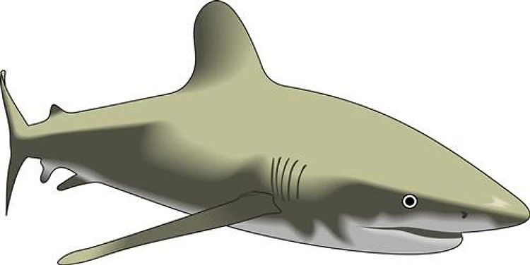 SMALL WHITETIP SHARK