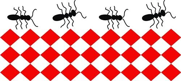 PICNIC ANTS BORDER