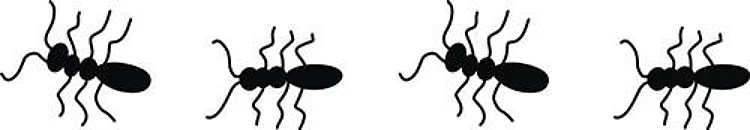 ANTS