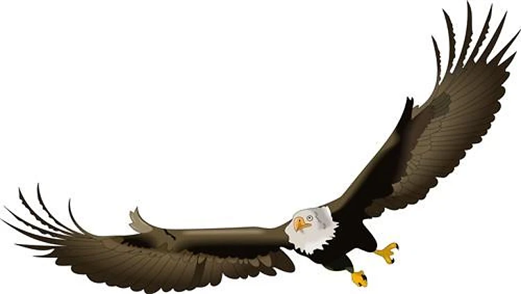 BALD EAGLE IN FLIGHT