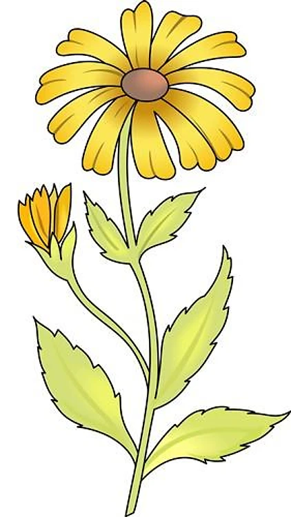 DAISY FLOWER