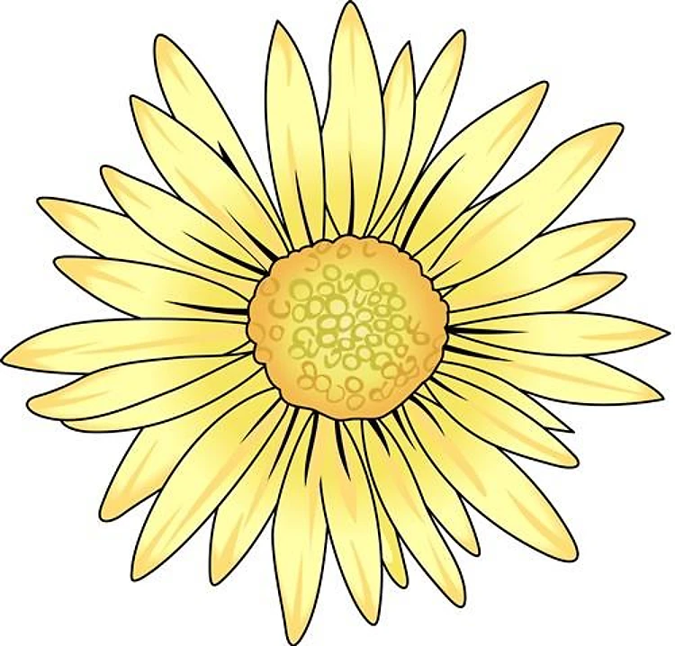 DAISY BLOOM